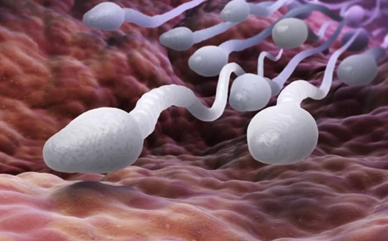 A Big Load of 27 Sperm Facts We Can’t Hold Back